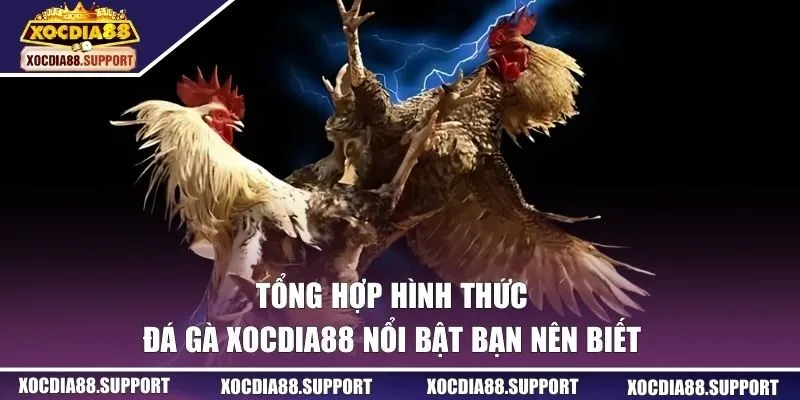 Tổng hợp hình thức chọi kê
